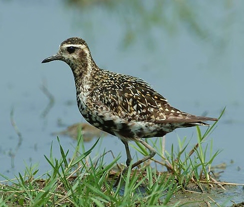 Pacific golden plover