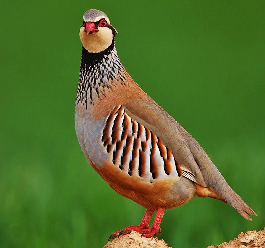 Red-legged partridge