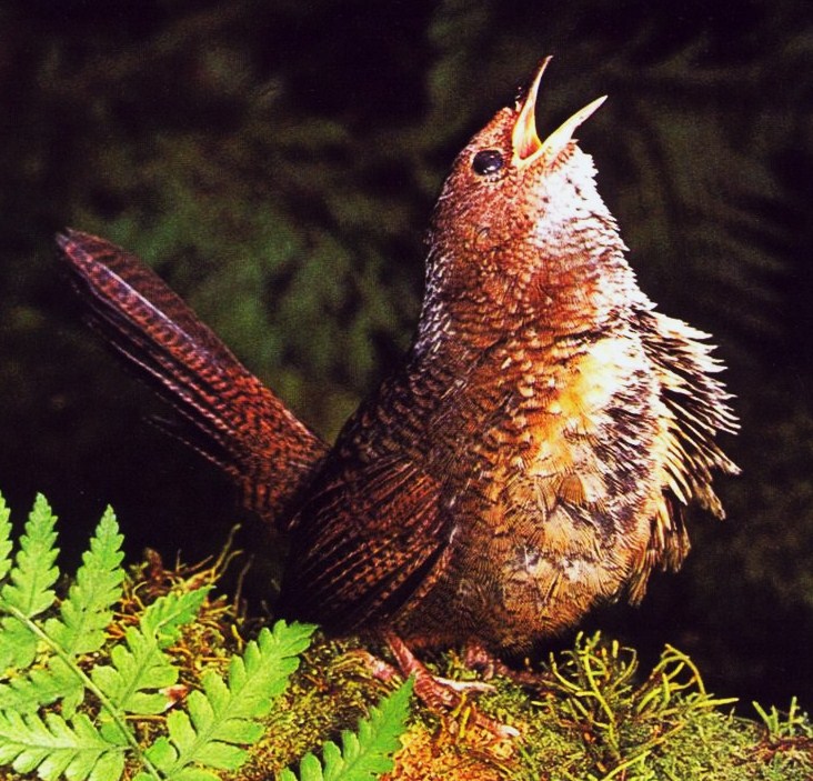 Rufous scrub-bird