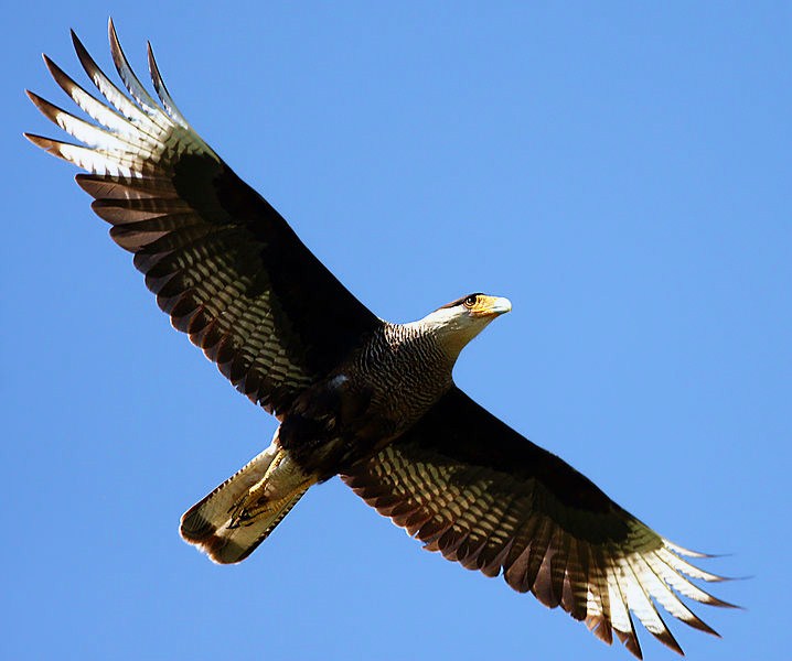 Southern crested caracara