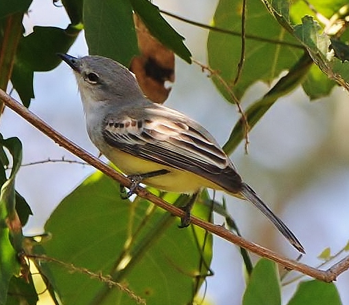 Suiriri flycatcher