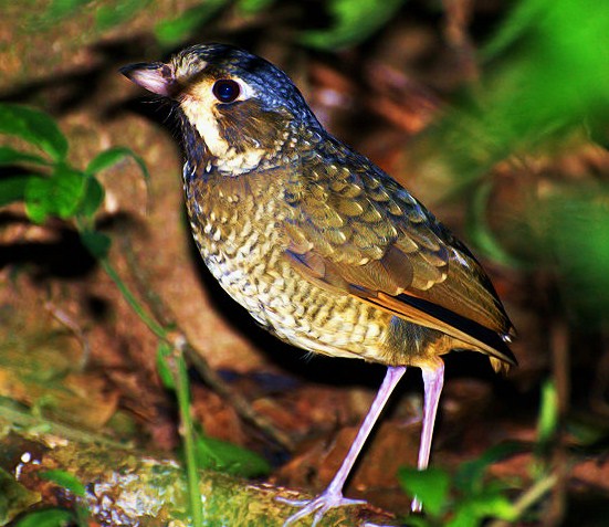 Variegated antpitta