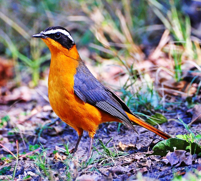 White-browed robin-chat