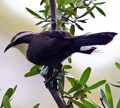 White-browed babbler