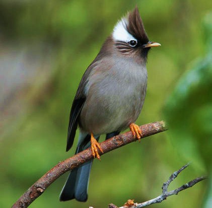 White-collared yuhina