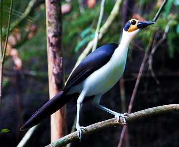 White-necked rockfowl