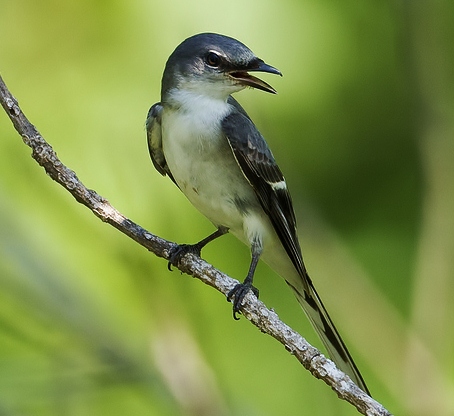 Ashy minivet