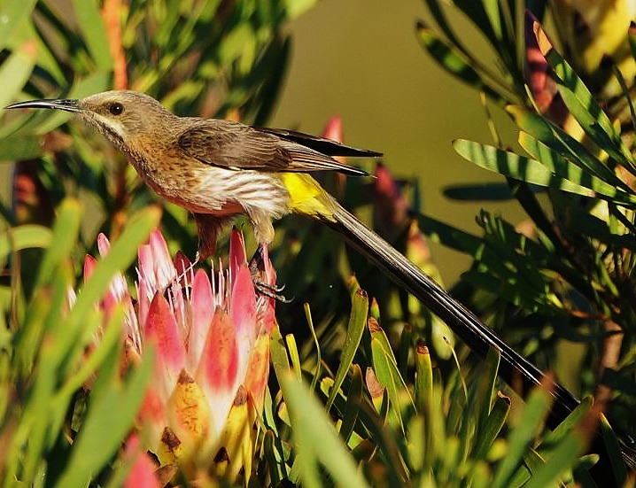 Cape sugarbird