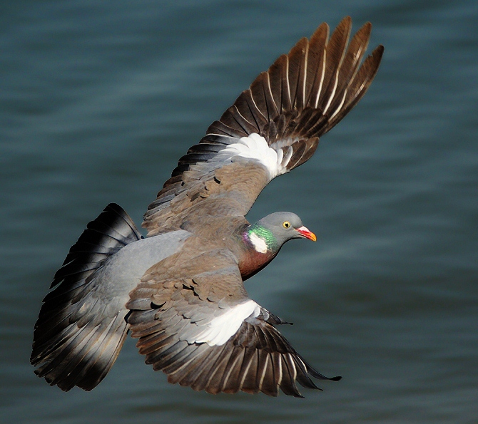 Common wood-pigeon