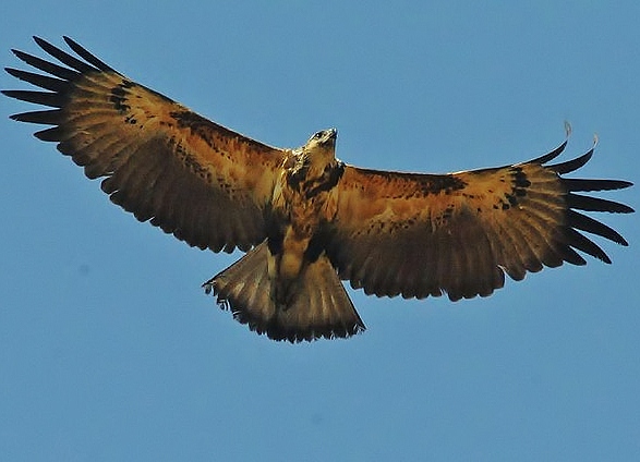 Crowned solitary eagle