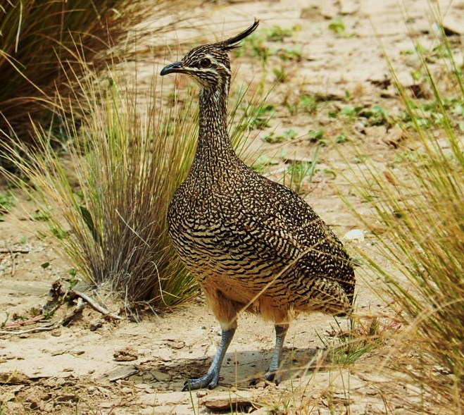 Elegant crested tinamou