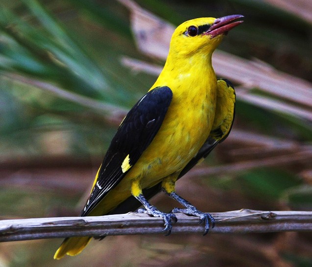 Eurasian golden oriole