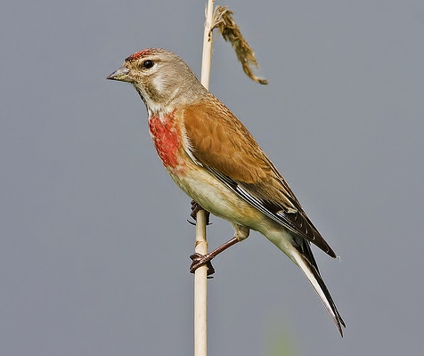 Eurasian linnet