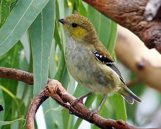 Forty-spotted pardalote