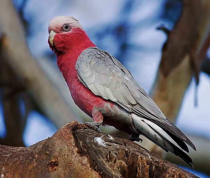 Galah