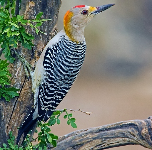 Golden-fronted woodpecker