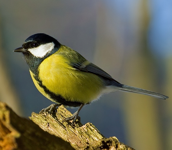 Great tit