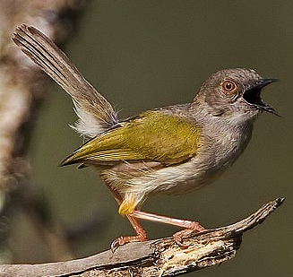 Green-backed camaroptera