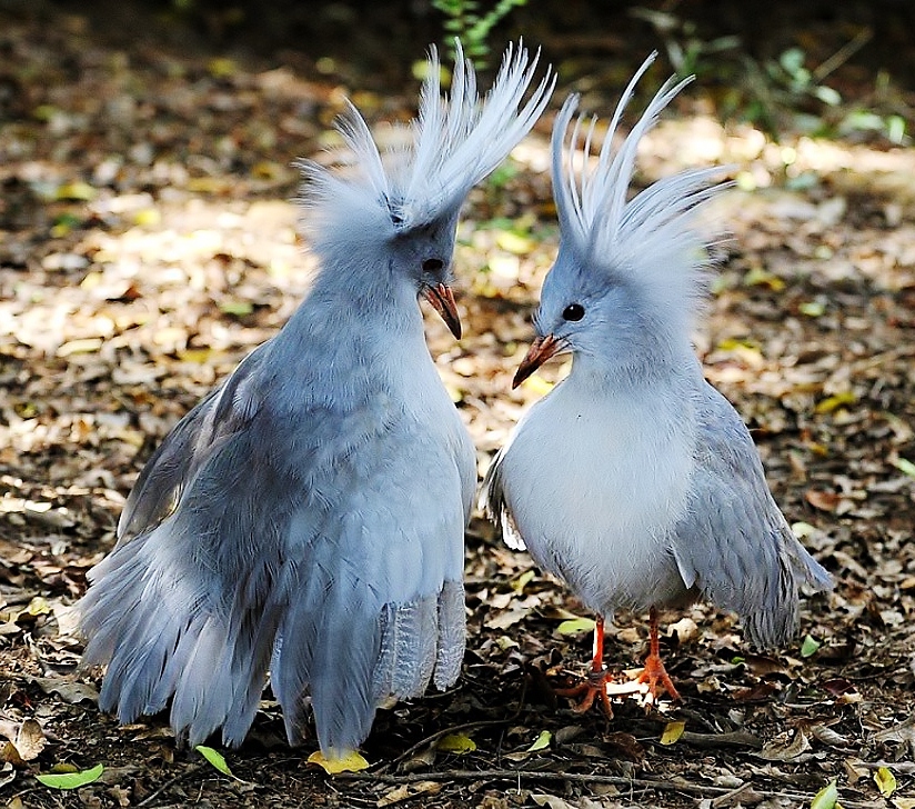 Kagu