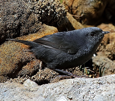 Magellanic tapaculo