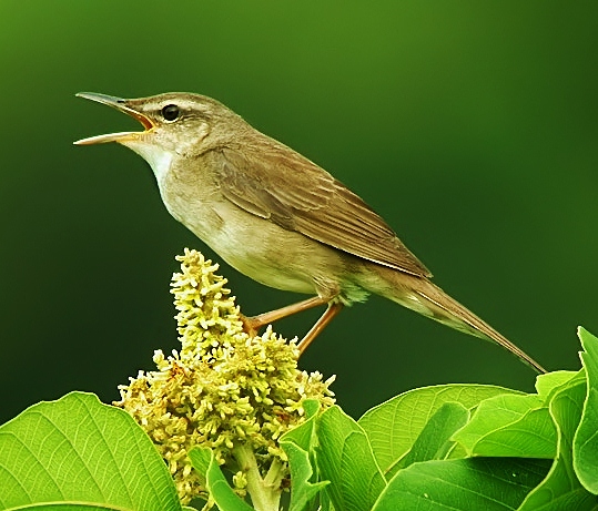 Pleske's grasshopper-warbler