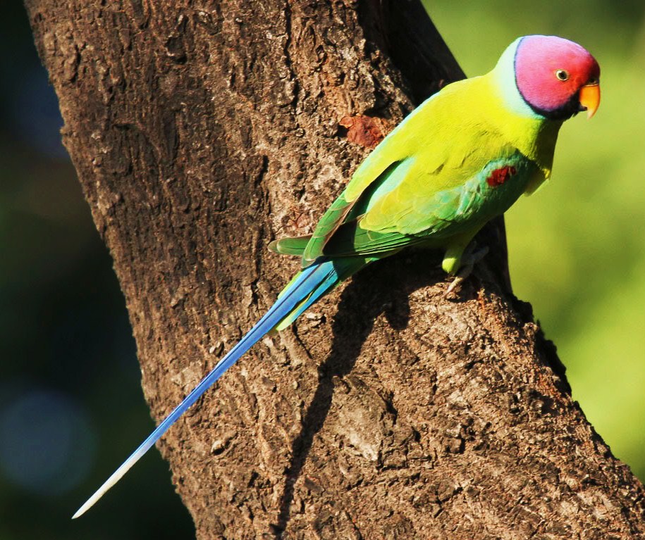 Plum-headed parakeet