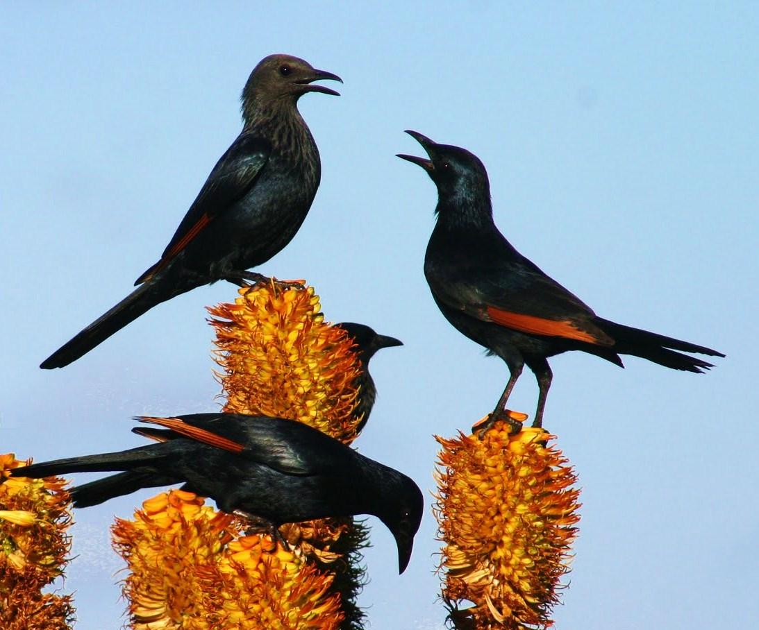 Red-winged starling