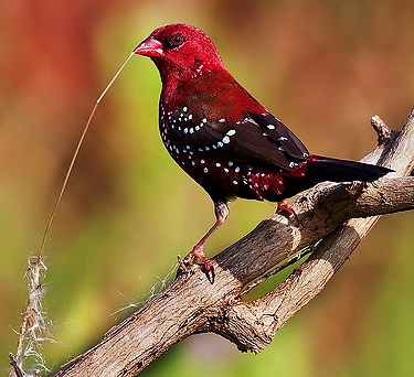 Red avadavat