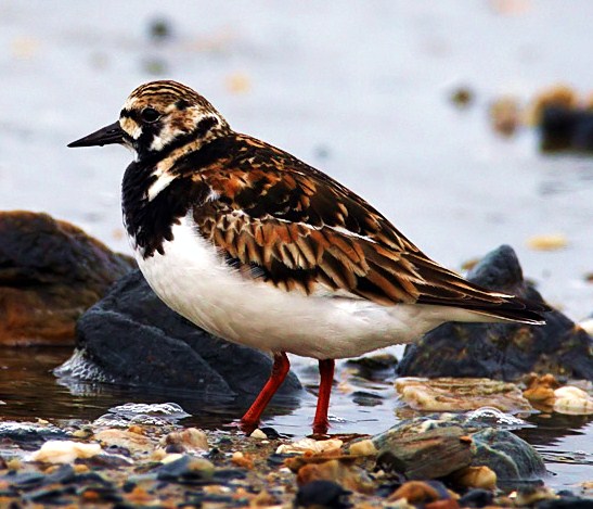 Ruddy turnstone