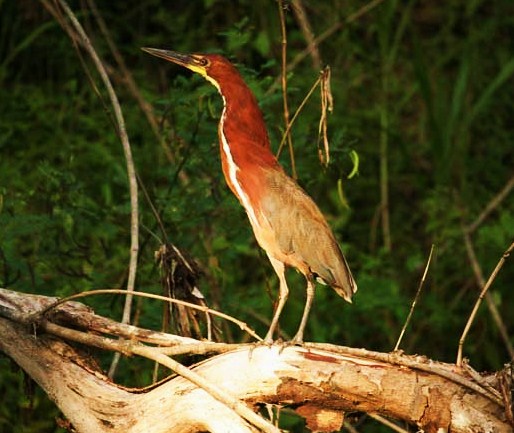 Rufescent tiger-heron