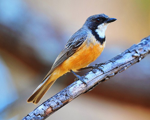 Rufous whistler