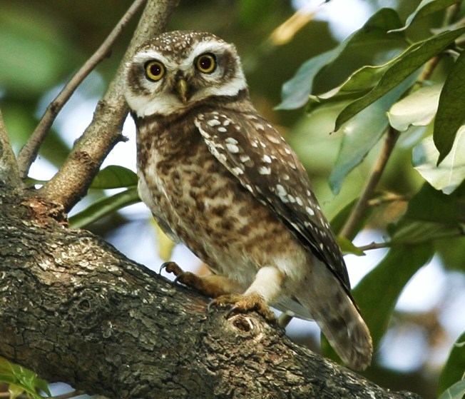 Spotted owlet