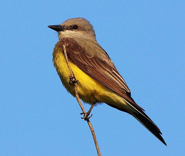 Western kingbird