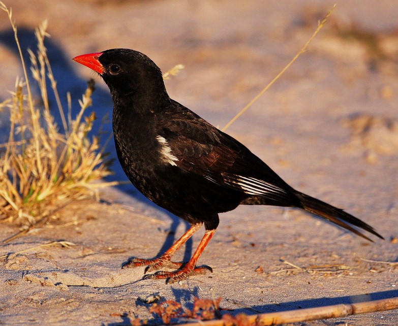 Red-billed buffalo-weaver