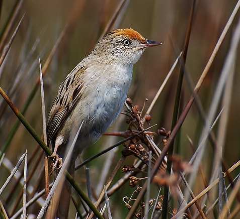 Bay-capped wren-spinetail