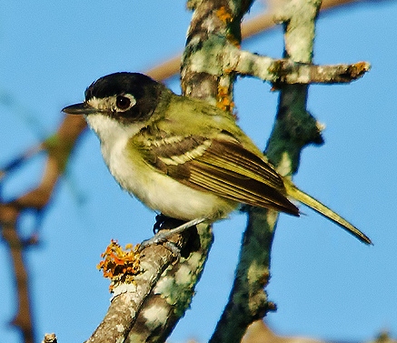 Black-capped vireo