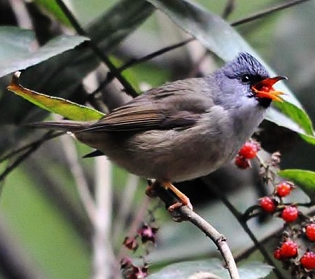 Black chinned yuhina