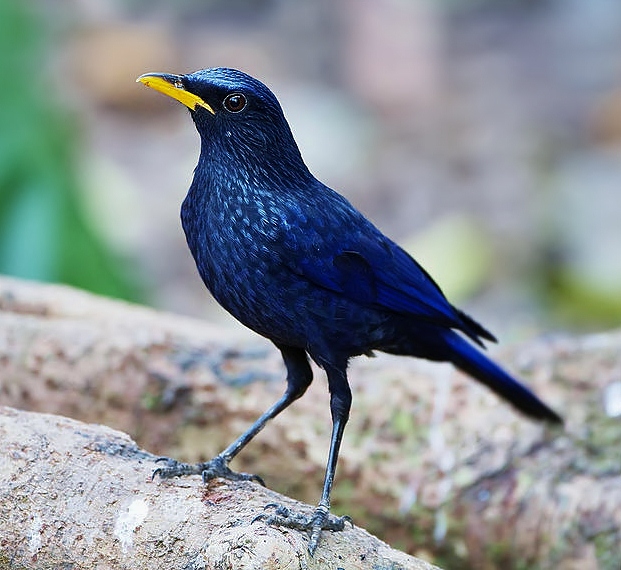 Blue whistling-thrush