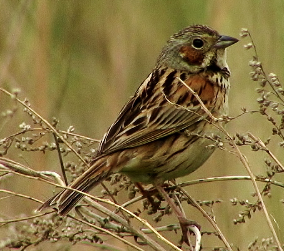 Chestnut-eared bunting