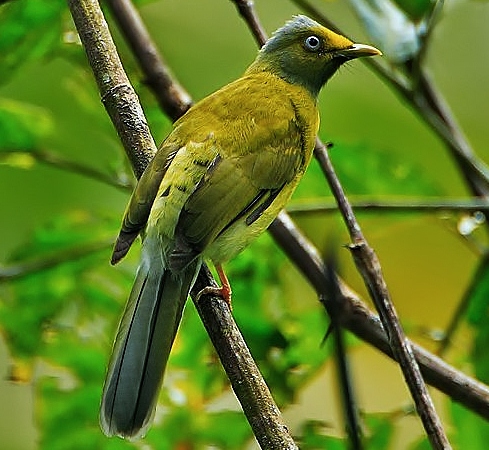 Grey-headed bulbul