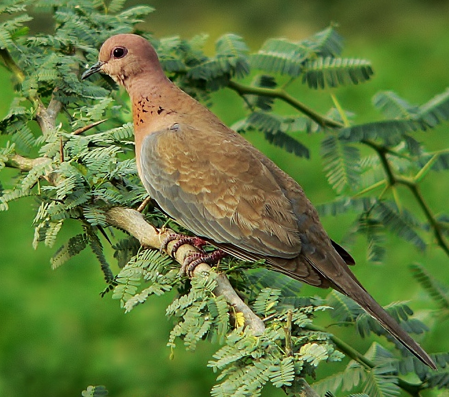 Laughing dove