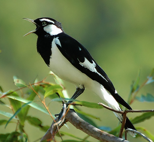 Magpie lark