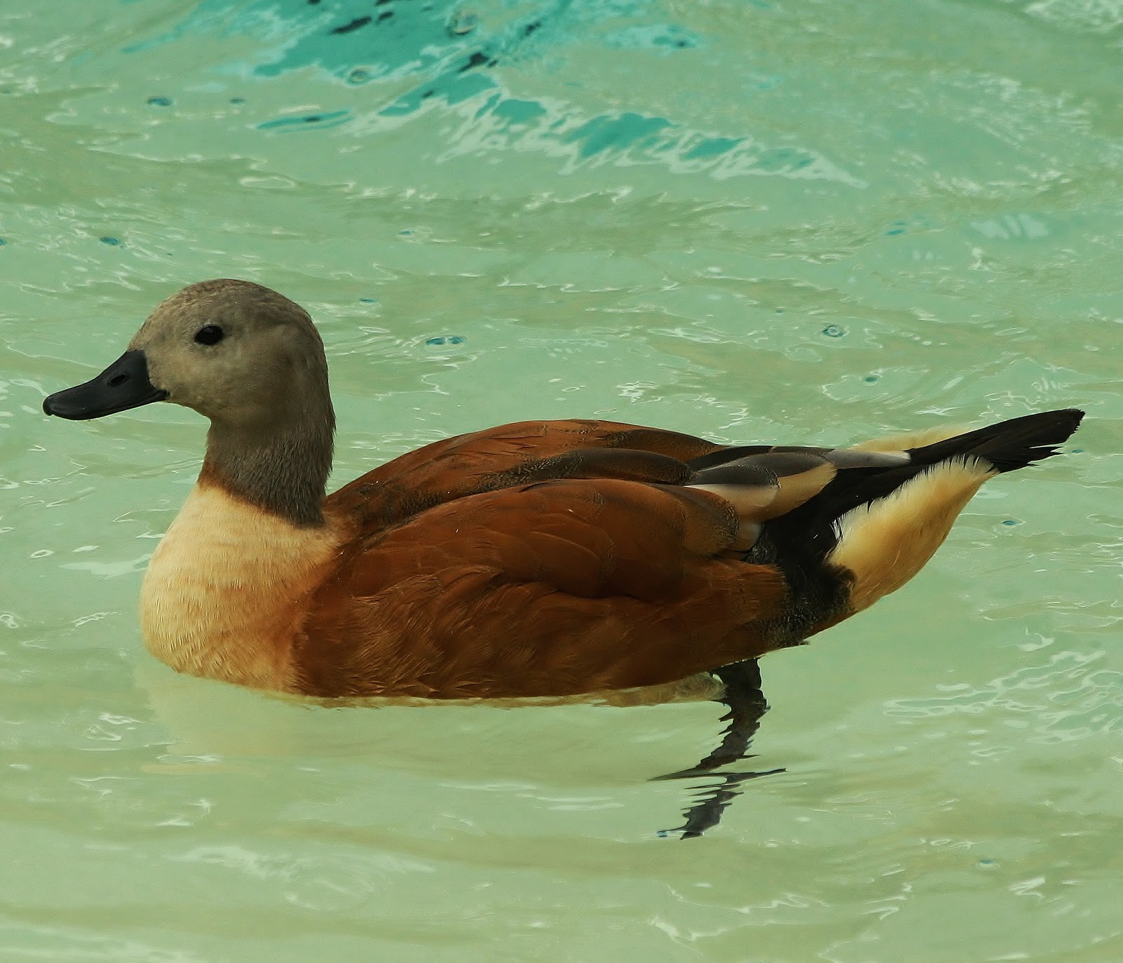 South African shelduck