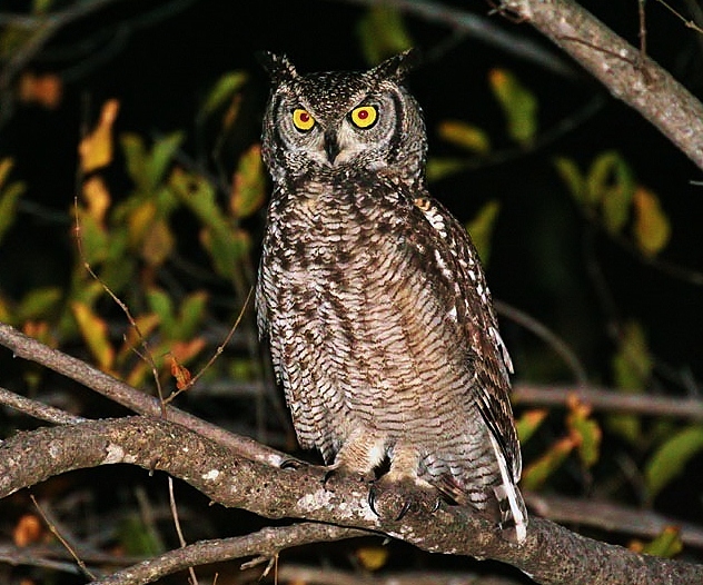 Spotted eagle owl