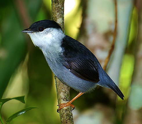 White-bearded manakin