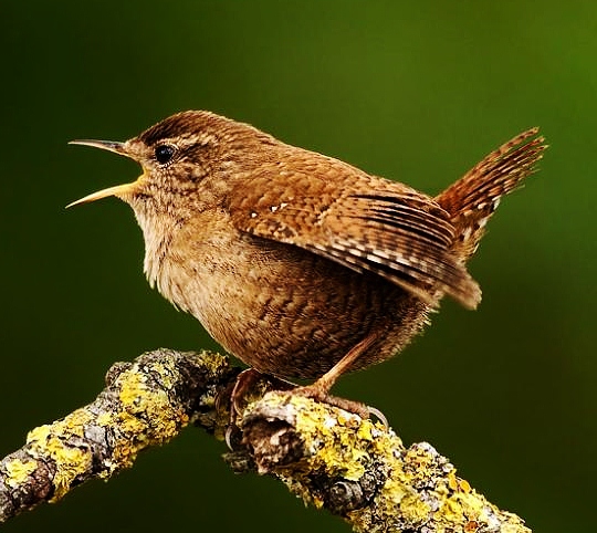 Winter wren