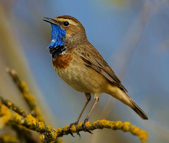 Bluethroat