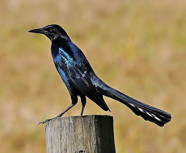 Boat-tailed grackle