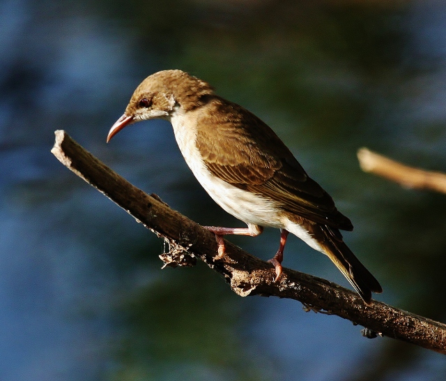 Brown-backed honeyeater