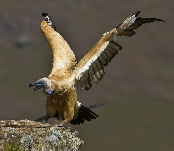 Cape vulture